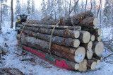 Изображение к новости 'Установлен новый порядок выдачи лесобилетов для населения'. 